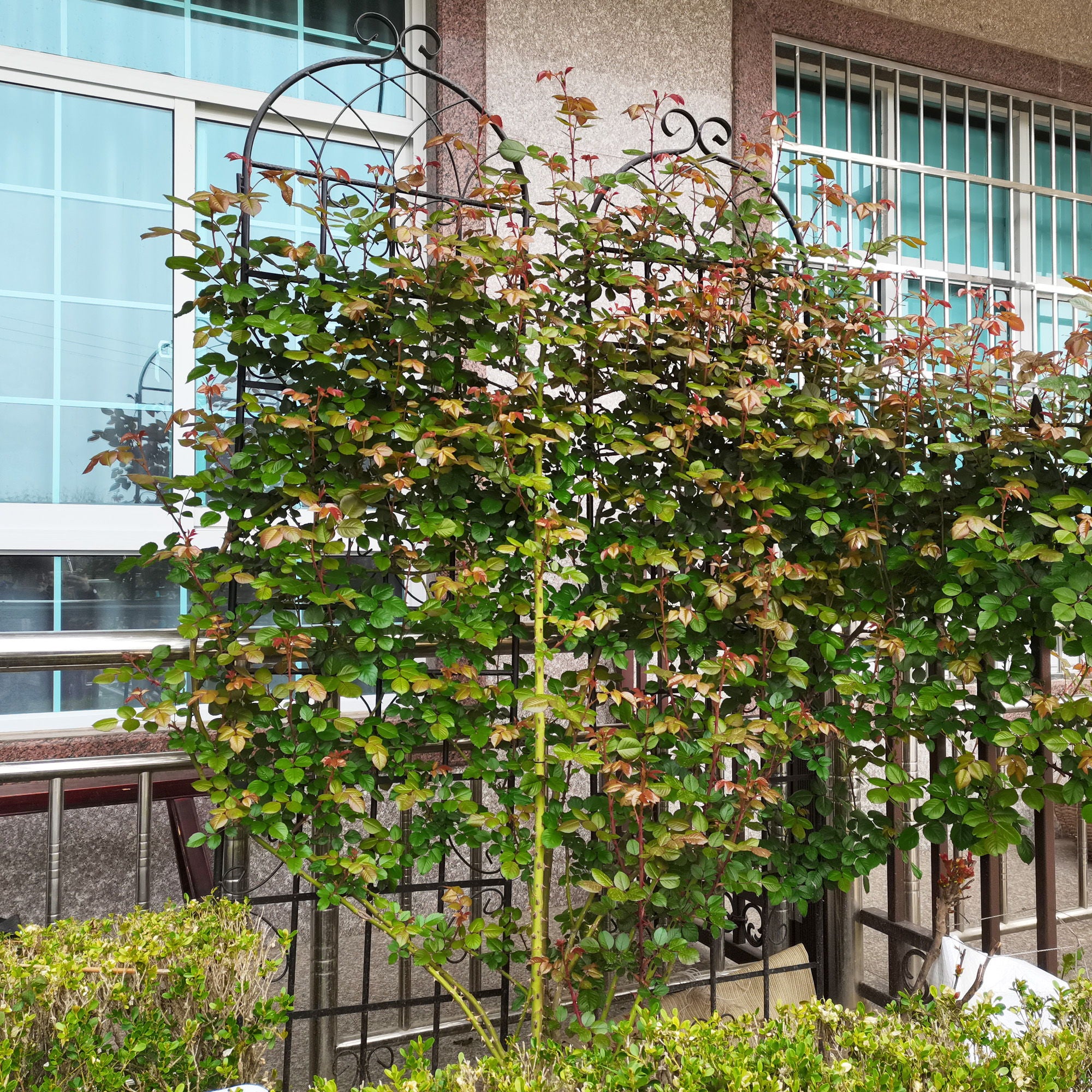 Metal Garden Rustproof Trellis For Climbing Plants Outdoor Flower Support