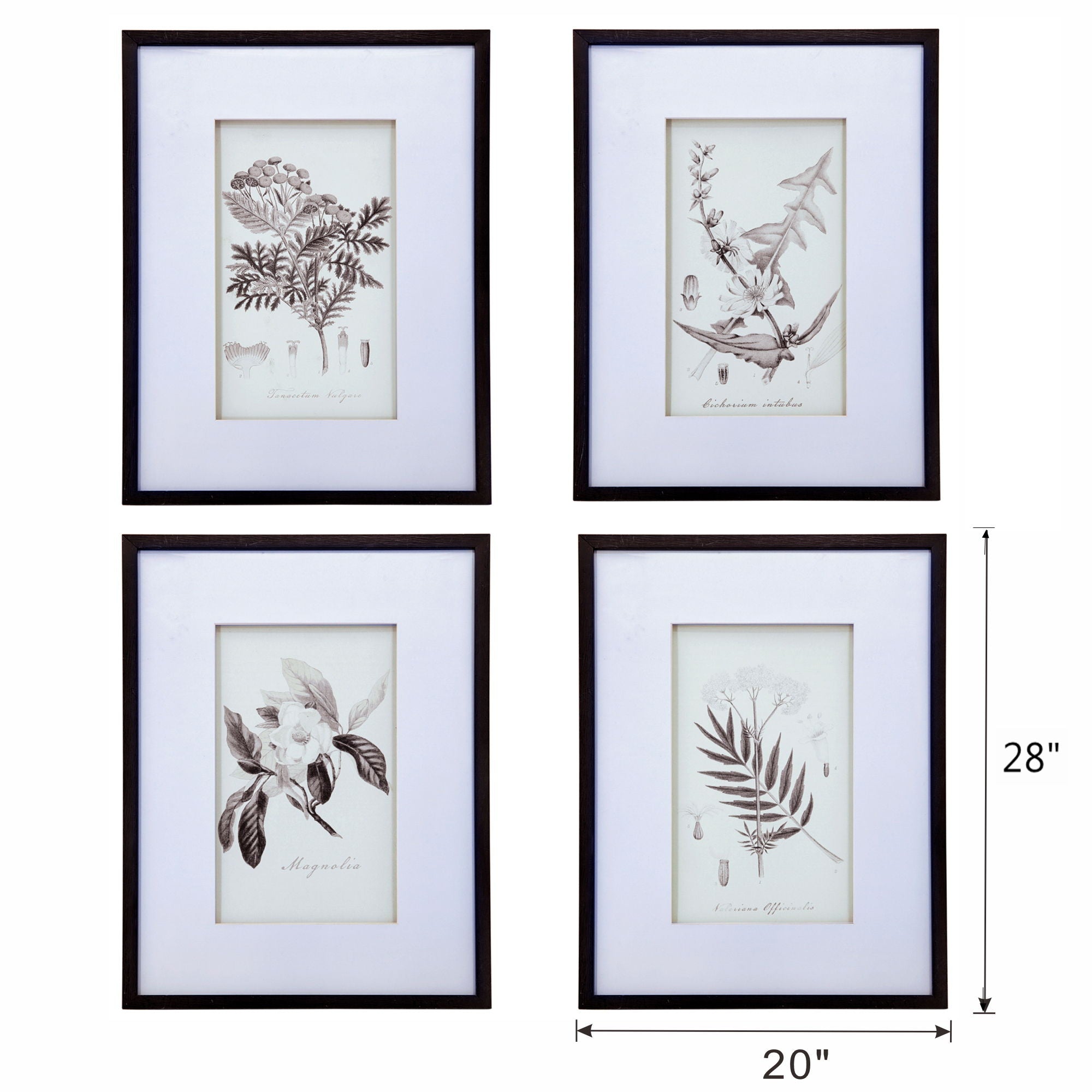 Botanical Wall Art Prints, Home Decor For Living Room Dining Room, Bedroom, Hallway (Set of 4) - White / Black