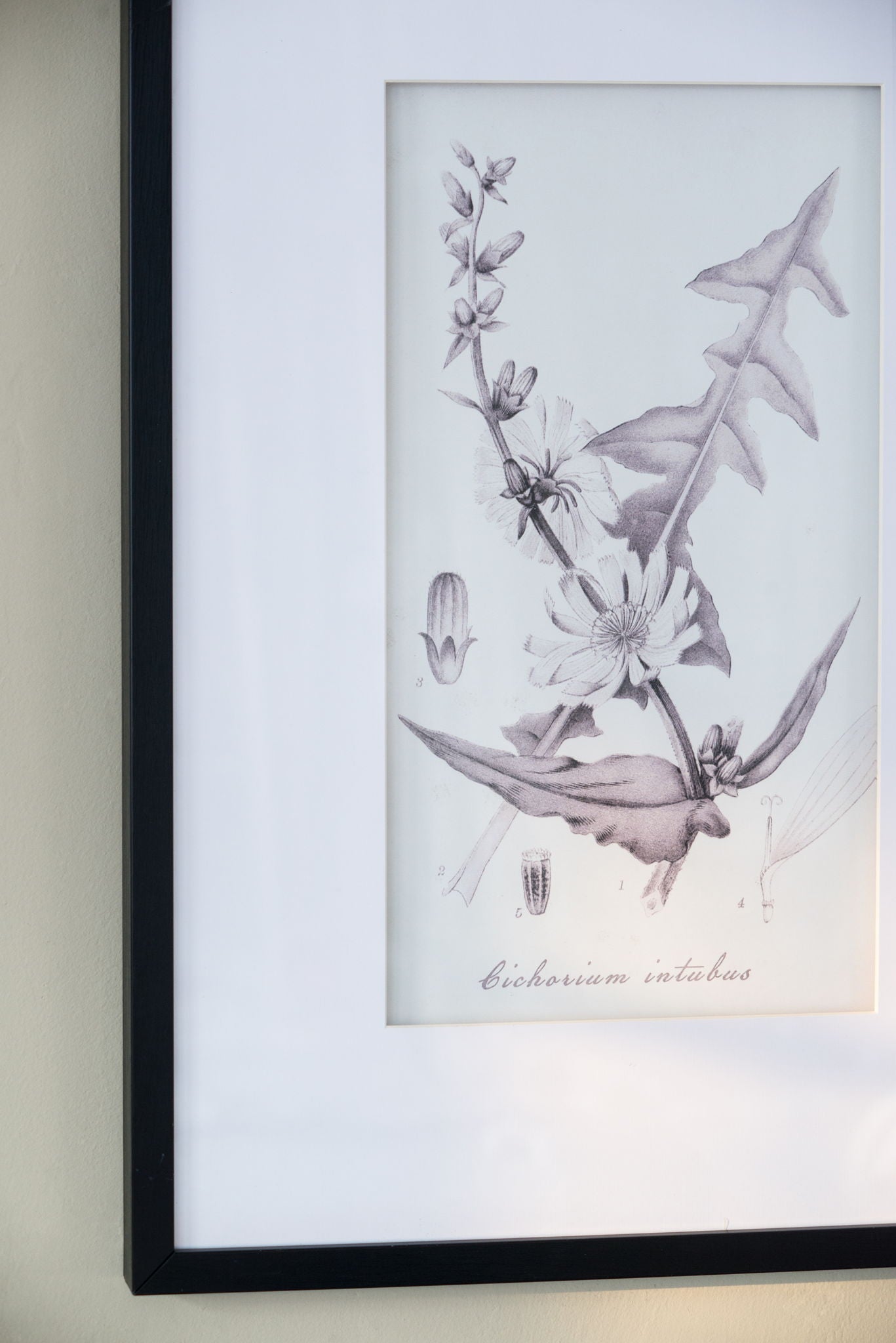 Botanical Wall Art Prints, Home Decor For Living Room Dining Room, Bedroom, Hallway (Set of 4) - White / Black