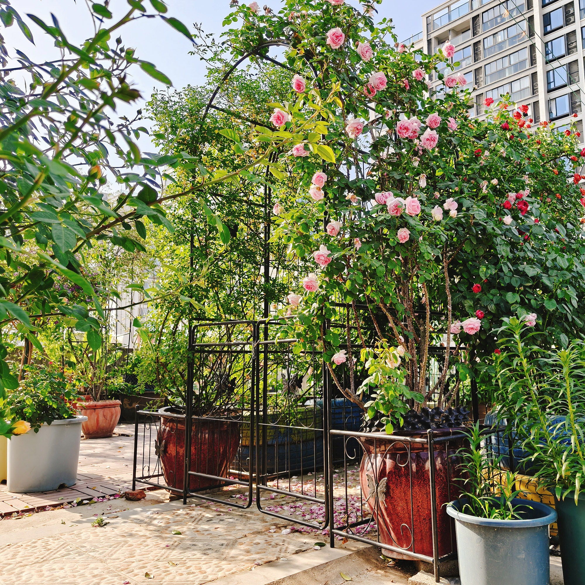 Metal Garden Arch With Gate High Climbing Plants Support Rose Arch Outdoor - Black