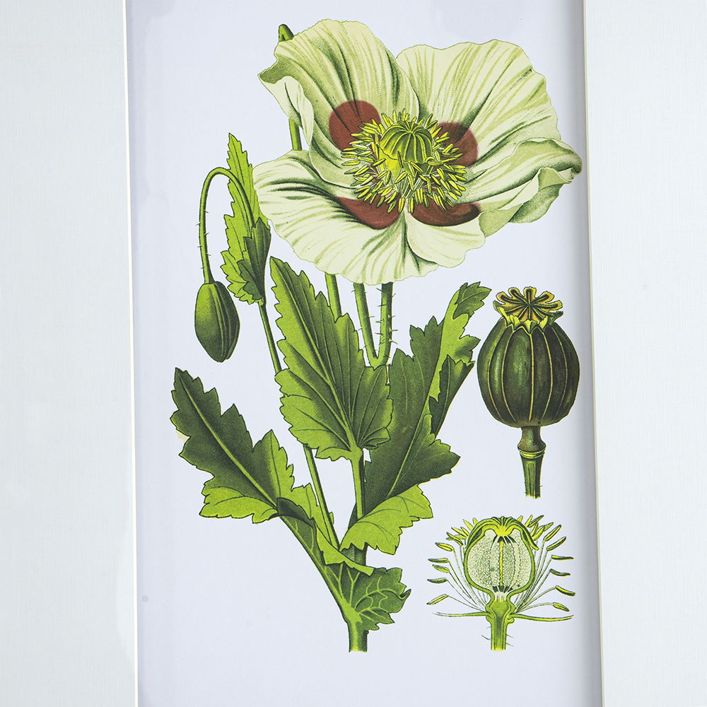 Botanical Flower Wall Art, Home Decor For Living Room Dining Room, Bedroom, Hallway (Set of 4) - White / Blue