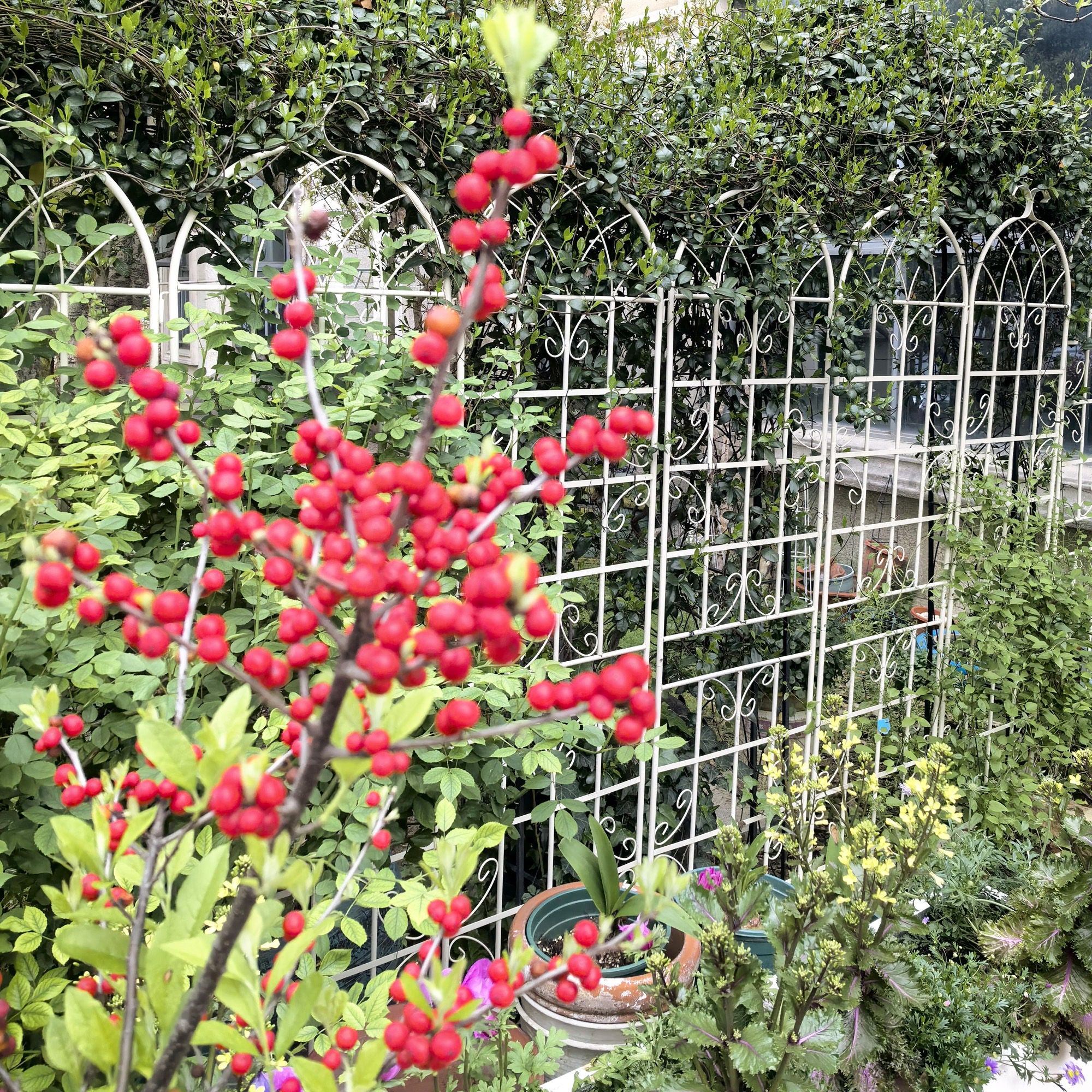 Metal Garden Rustproof Trellis For Climbing Plants Outdoor Flower Support