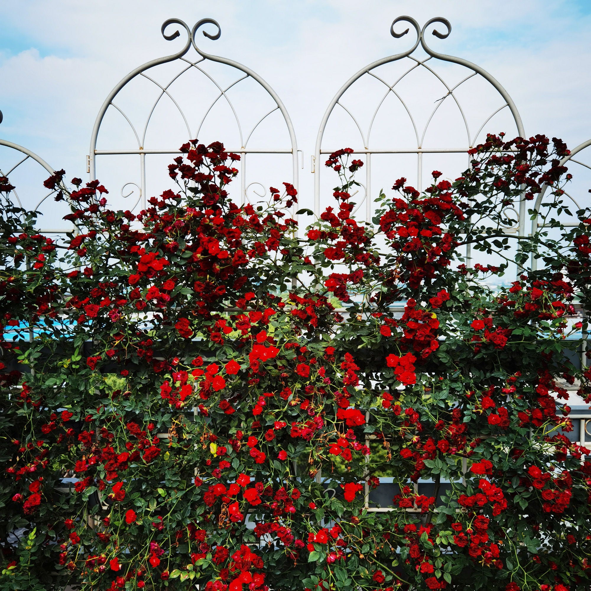 Metal Garden Rustproof Trellis For Climbing Plants Outdoor Flower Support